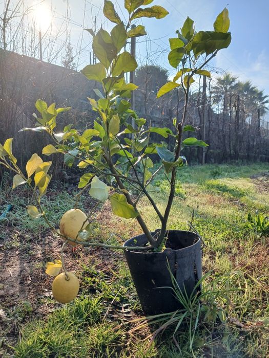 Vendo  Limoeiros