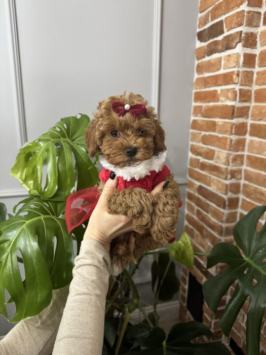 Pudel TOY  piękna suczka red brown, gotowa do odbioru na już