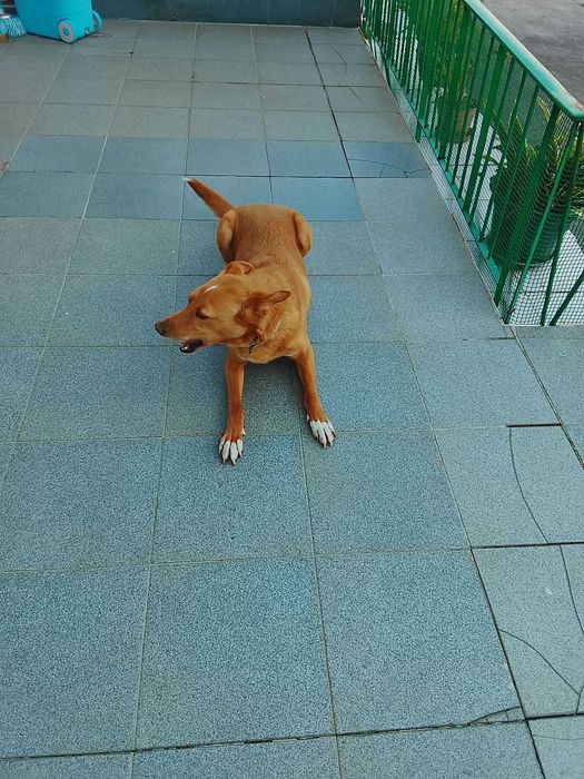 Cão para doação com 5 anos e meio, muito meigo e dócil