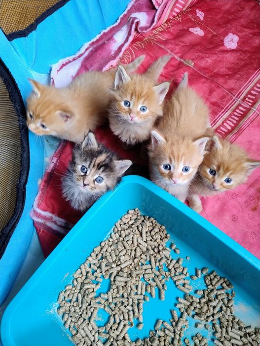 Мейн кун кошенята, 1 місяць