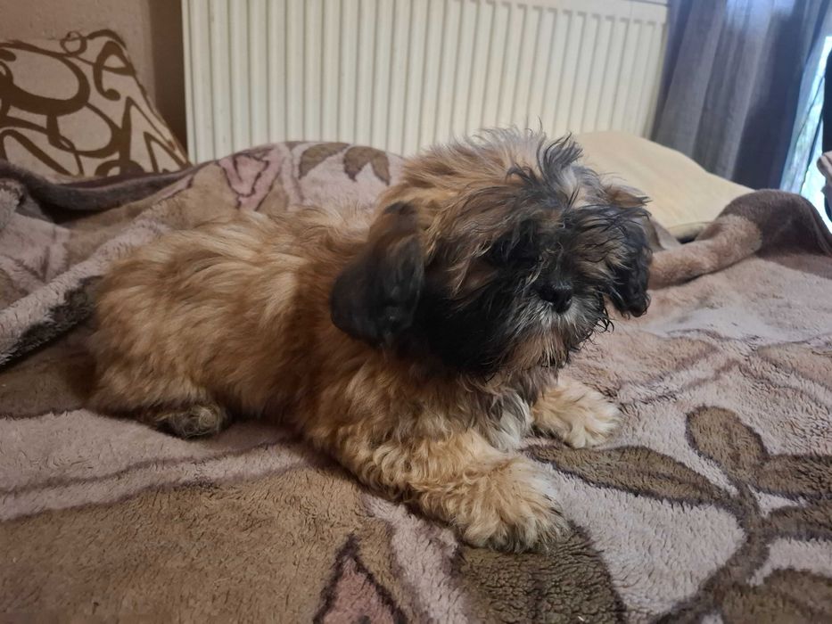 Szczeniaki Shih tzu