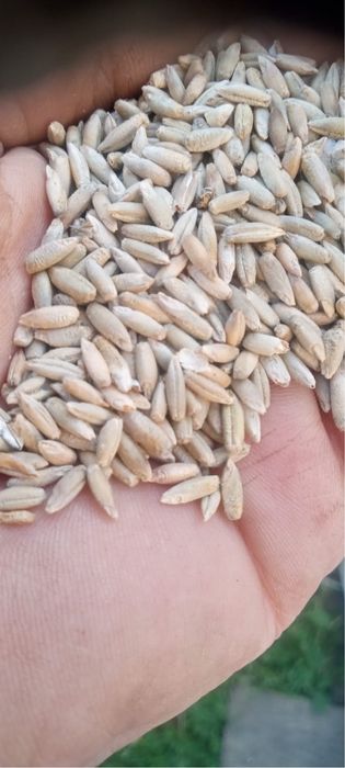 Żyto bojko siane w ekologii niepryskane