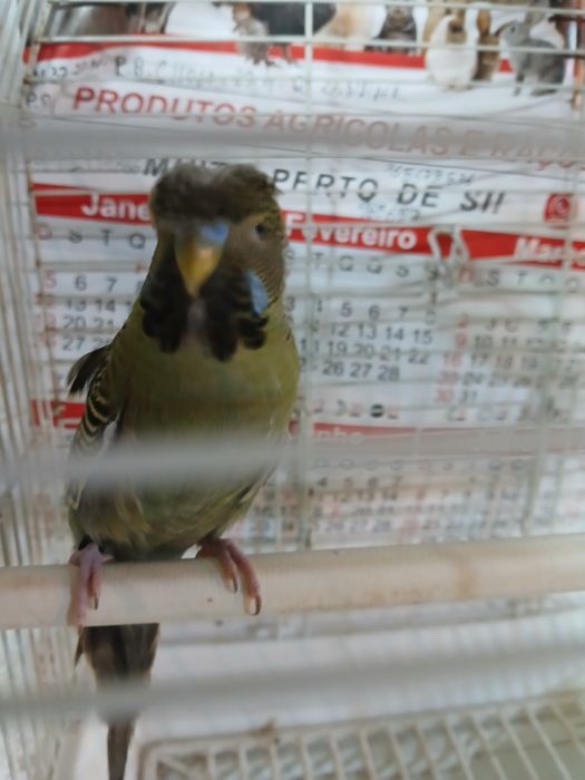 Piriquitos blackface