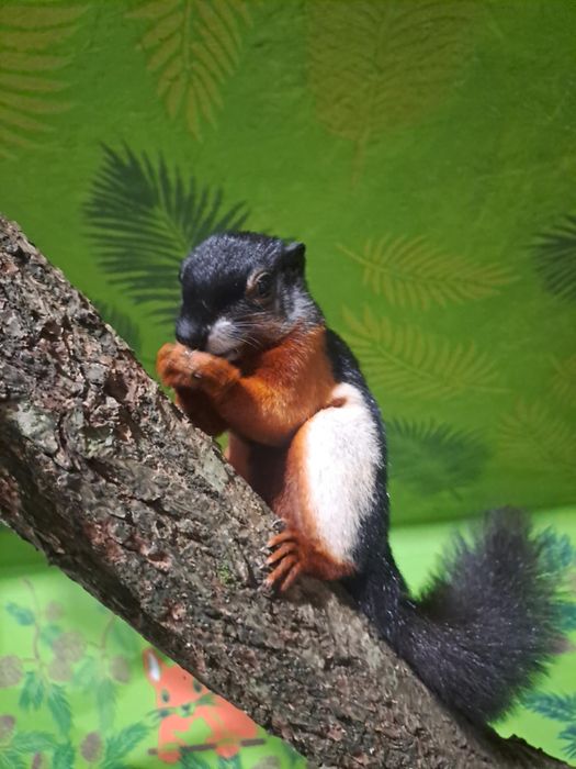 Wiewiórka trójbarwna - Samiec