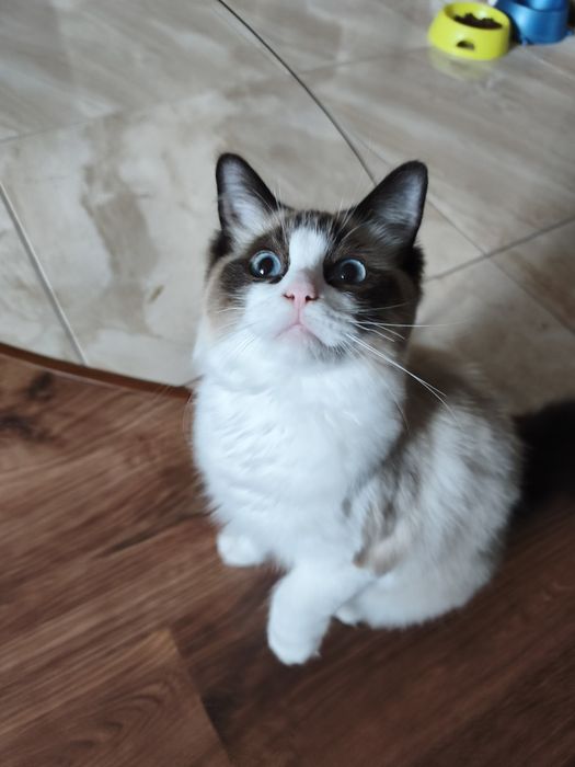 Ragdoll kotka rodowód w FPL