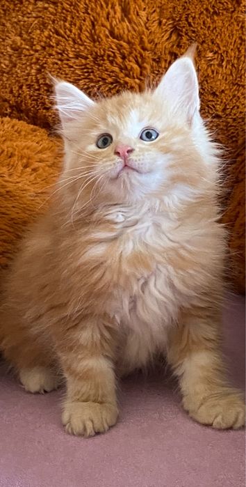 Мейн - кун кошенята