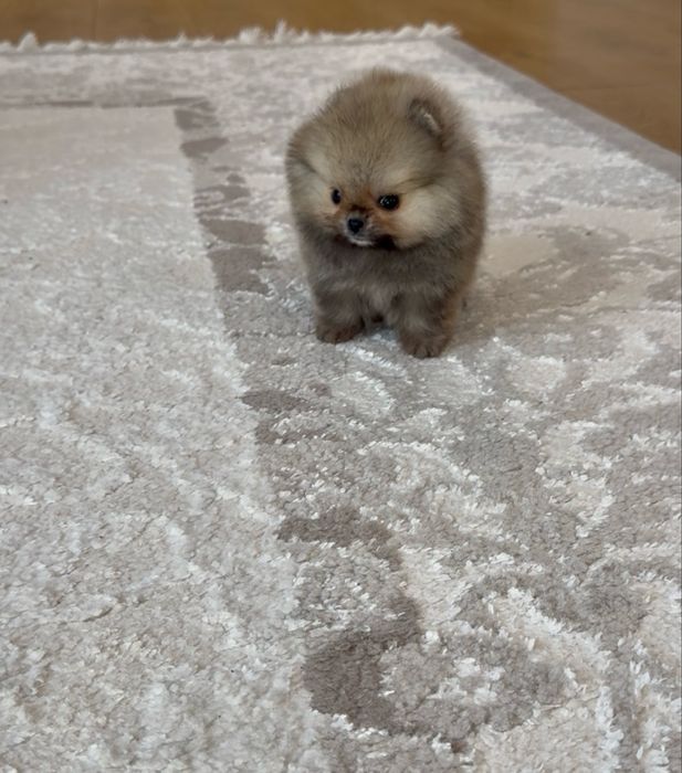 Мікро хлопчик померанського шпіца КСУ