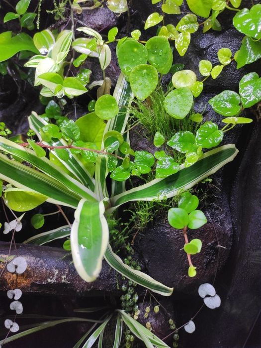 Terrarium tropikalne gekon paludarium vivarium jaszczurki