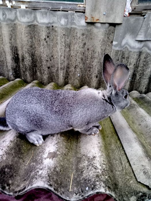 Самці і кітні самки Шиншила