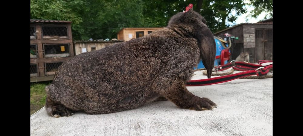 Francuski Baran Żelazisty samica