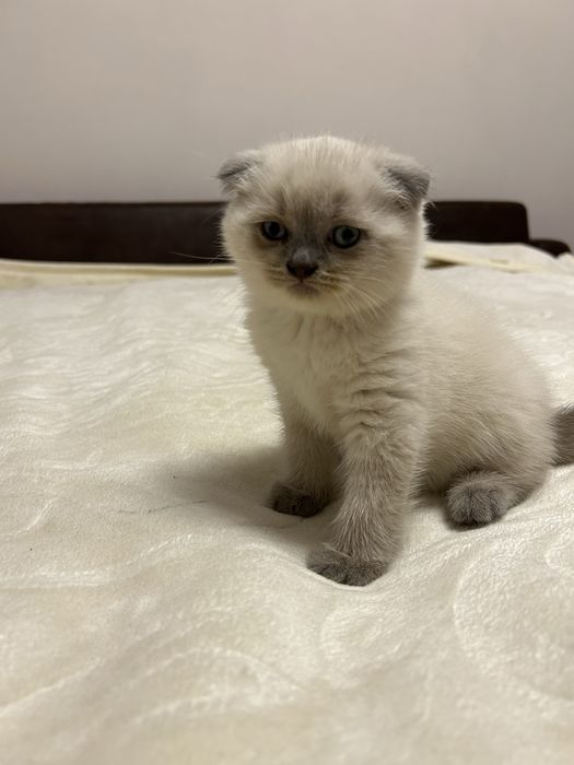 Шотландські кошенята