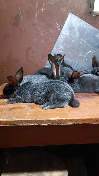 Продам Вагових кролів породи Полтавське Срібло