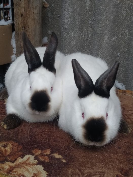 Кролики Каліфорнія