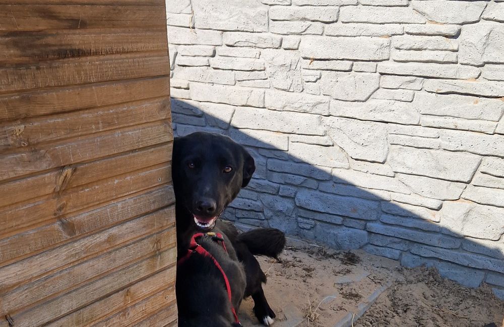 Suczka do adopcji za darmo