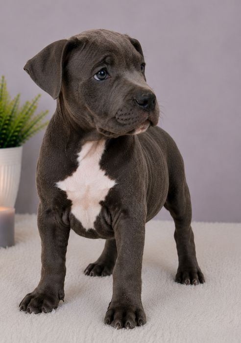 Cudowny piesek Amstaff blue!