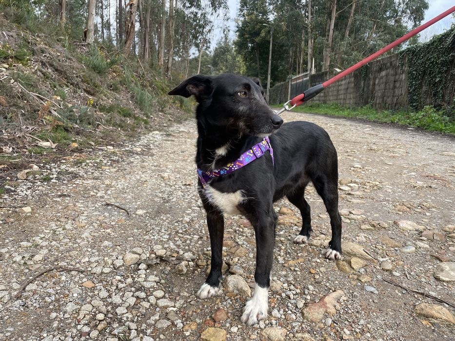 Cadela porte pequeno meiga