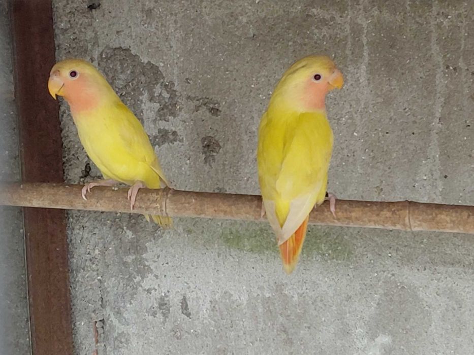 Aves para vender