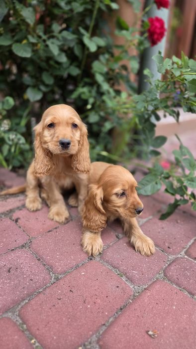 Cocker Spaniel Angielski