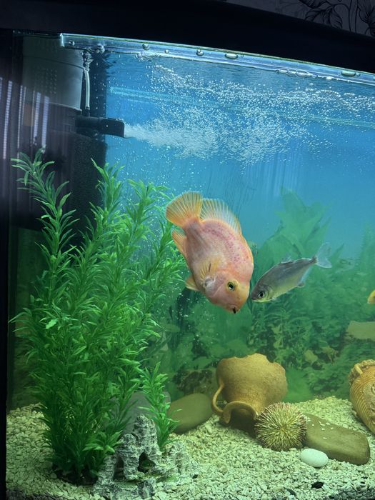 Продам акваріум з рибками