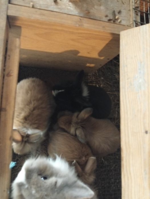 Coelhos anões com 2 meses