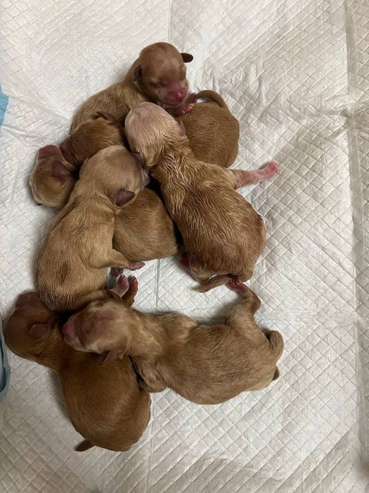 Мальтіпу пудель Вінниця