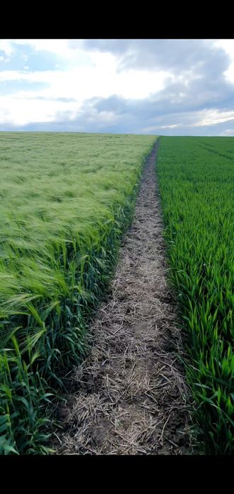 Сівалка Agrokalina KASI DMS 4.0