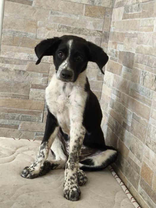 Cachorrinha bebé