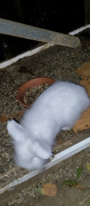 Coelhos anões novos