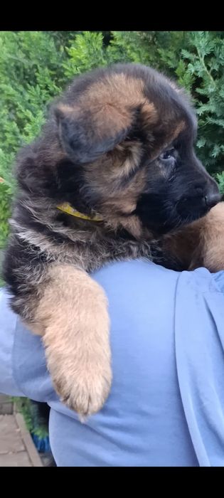 Німецька вівчарка