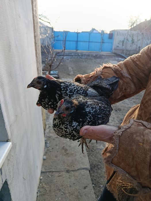 Лилипуты голошейные и обычные  инкубационное яйцо