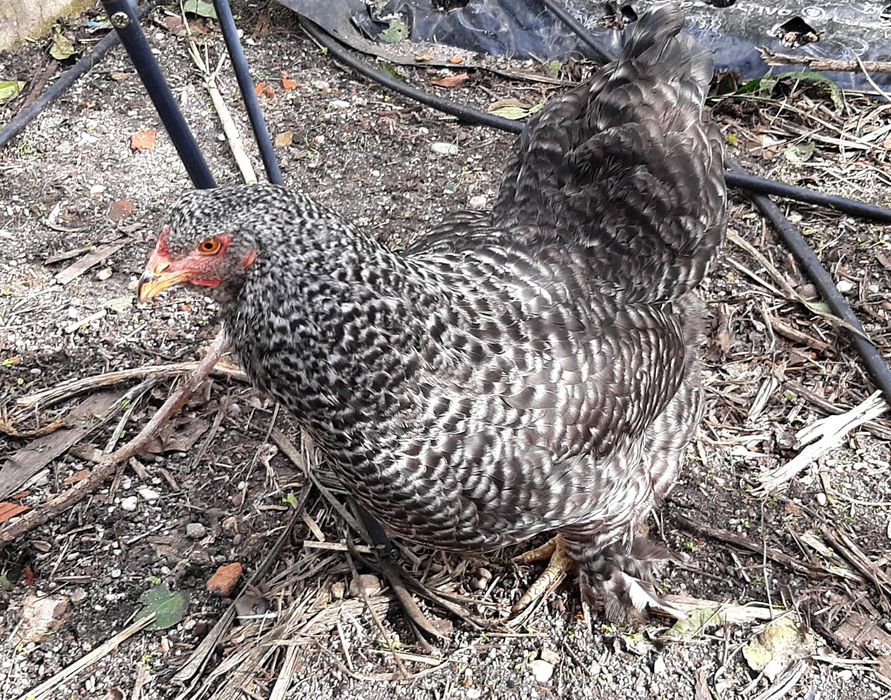 Vende-se galinhas brahma, prestes a iniciar postura, em Mafra/Ericeira