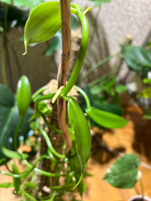 Орхідея ваніль Vanilla planifolia