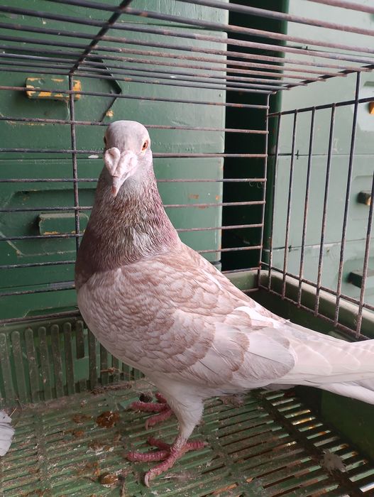 Sprzedam gołębie pocztowe para parzysta aaaa