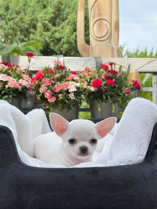 BELLA chihuahua, dziewczynka krótkowłosa, prawdziwy rodowód FCI ZKwP