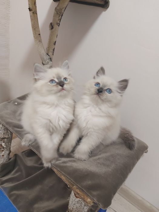 Кошенята з родовидом Невські маскарадні