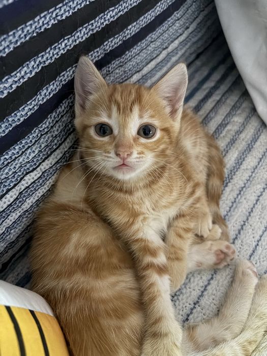 Casal de gatos para adocao
