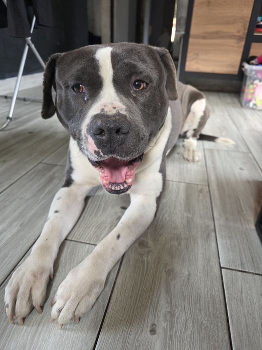Oddam Amstaff Pies