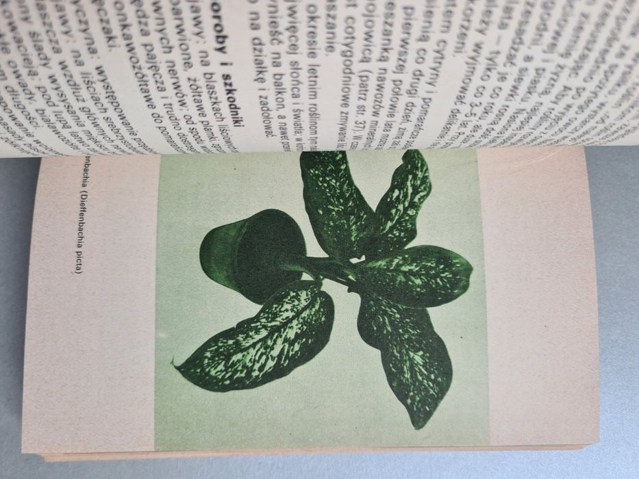 Rośliny ozdobne w mieszkaniu i na balkonie - Izabela Kiljańska