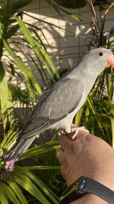 Ring neck domesticado -oportunidade
