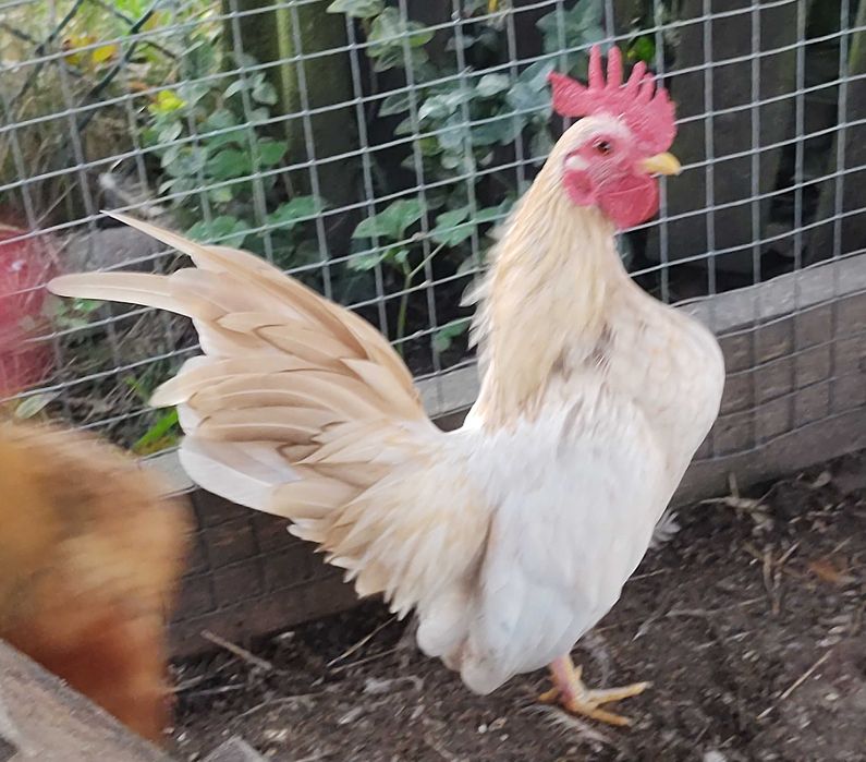 Serama koguty najmniejsza rasa