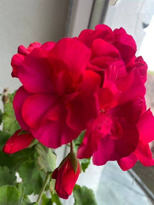 Пеларгонії свіжозрізи