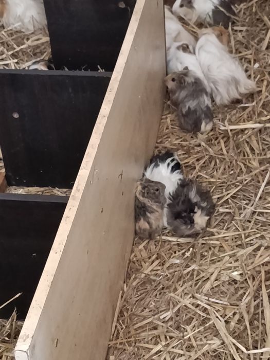Świnki morskie rozetki długowłose