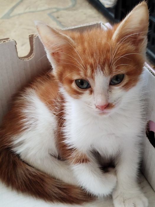 Отдам даром в хорошие руки котят и маму