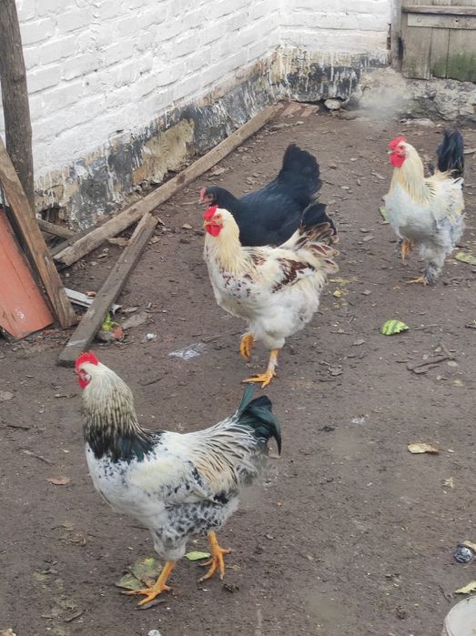 Продам молодих півнів, петушки