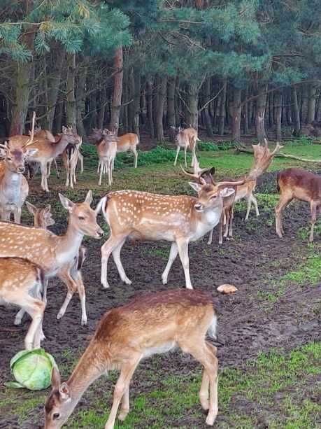 Daniele sprzedam zamienie