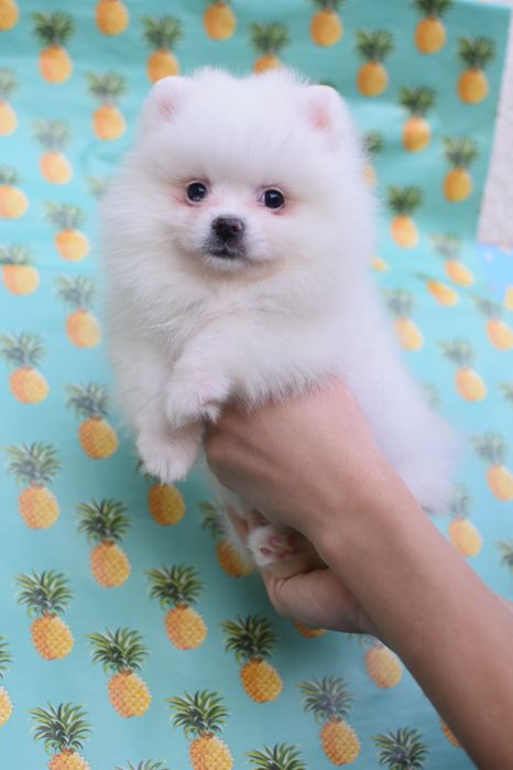 Мила зайкп помочка