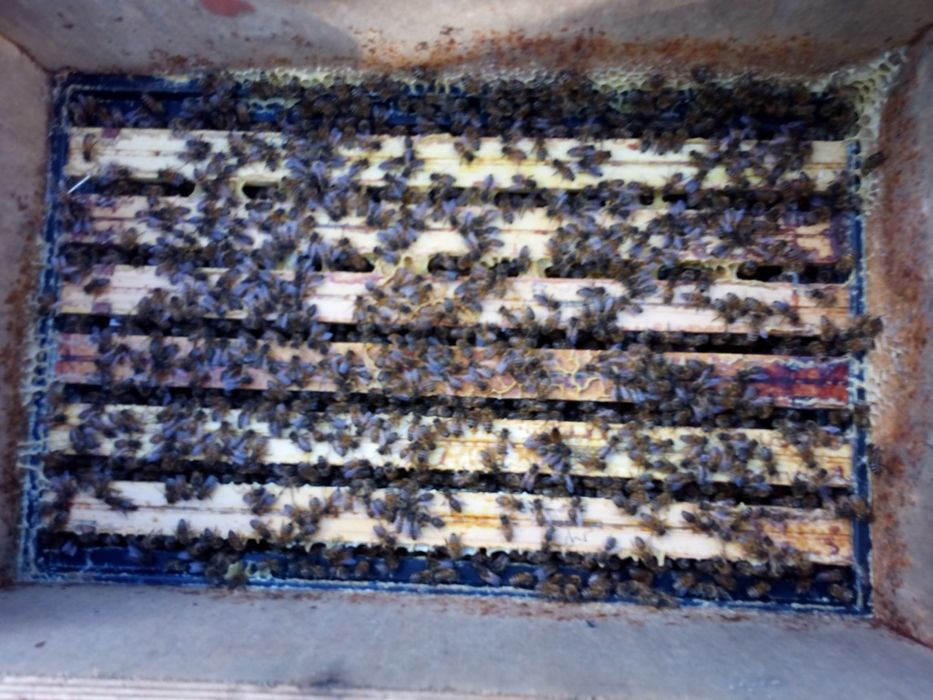 Przezimowane Pszczoły , odkłady , rodziny pszczele 2026