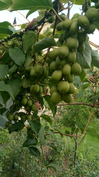 актинідія жимолость гумі фундук