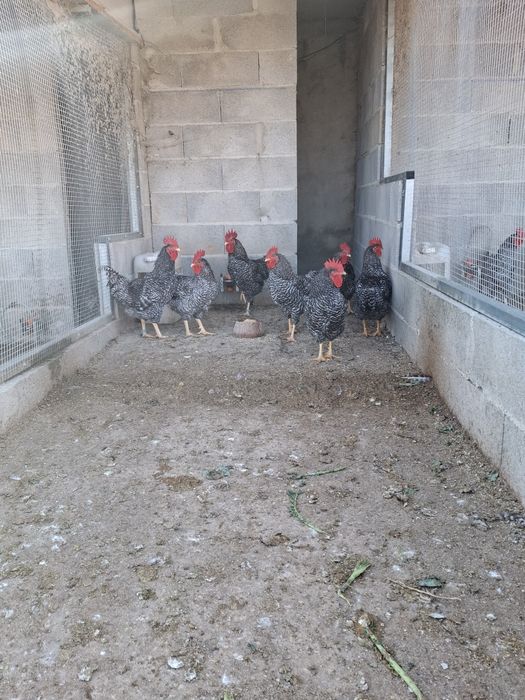 Galos pedrês portuguesa