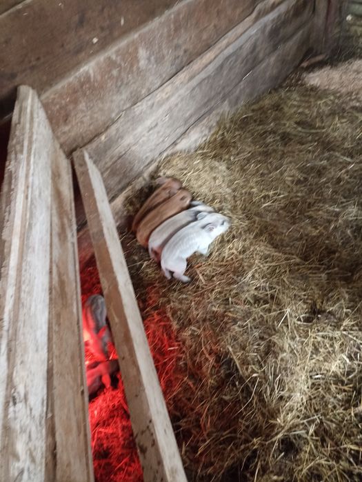 Свині поросята мангалиці,